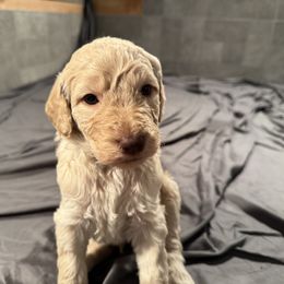 Goldendoodle Puppies from Doodles R Us