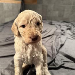 Goldendoodle Puppies from Doodles R Us