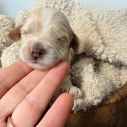 Oliver - Cream male Cockapoo puppy in Preston, Idaho from Rocking JH Pup Co