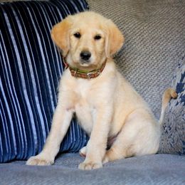 Labradoodle and Labrador Retriever Puppies from Moore than Dogs
