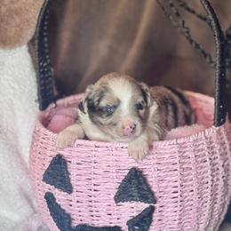 Twilight (Sparkle) - Blue merle female Australian Shepherd puppy in California from Eagle River Aussies