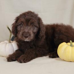 Athena - Red female Aussiedoodle puppy in Colonial Beach, Virginia from Bristol Mine Kennels