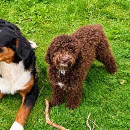 Bernedoodles from Land of OZ Bernedoodles