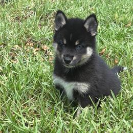 Bailey - Tri-color male Pomsky puppy in La Vergne, Tennessee from Atencio Pomsky