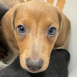 Boy 4 - Fawn (Isabella) male Dachshund puppy in Whitehouse, Texas from Bonded Oaks Doxies