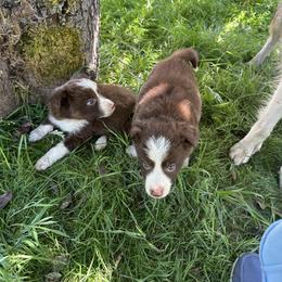 Border Collie Puppies from Athena’s Collies