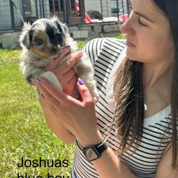 Josh - Blue merle male Miniature American Shepherd puppy in Minden, Nevada from Kickinauss Minis