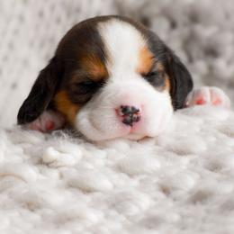 Lark - Black tan and white female Beagle puppy in Caldwell, Ohio from Folklore Kennel