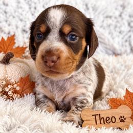 Theo - Piebald male Dachshund puppy in Mesa, Arizona from Dach Army LLC