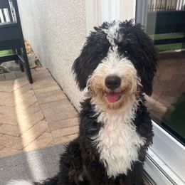 Girl 2 - female Bernedoodle puppy in Orlando, Florida from Orlando Bernedoodles