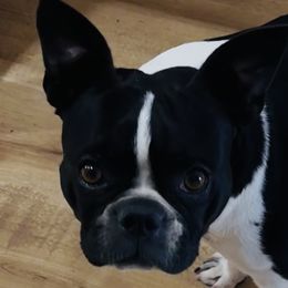 Bug - Boston Terrier