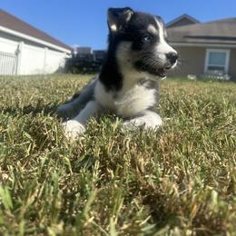 Siberian Husky Puppies from The Rulon Den