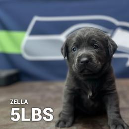 Zella - Charcoal female Dilute Retriever puppy in Puyallup, Washington from 12 Door Farm Labradors