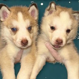 Siberian Husky Puppies from Feazell’s Siberian Huskies