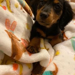 Dachshund and Miniature Schnauzer Puppies from The Bossy Doxie Farm