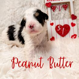 Peanut Butter - Black and white male Bernedoodle puppy in Boiling Springs, South Carolina from OlliePups, LLC