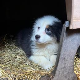 Elf - Black tri-color male Australian Shepherd puppy in Kentland, Indiana from Pine Grove Aussies