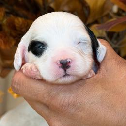 October - Tri-color male Cavapoo puppy in Yuciapa, California from AlltheDoodlez_
