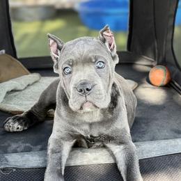 Girl 4 - Gray female Cane Corso puppy in Las Vegas, Nevada from Campo Cane Corso