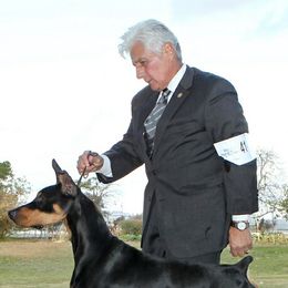 Doberman Pinschers and Havanese from Los Arriba Havanese