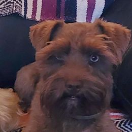 Frankie - Miniature Schnauzer