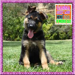 GAMMA - Black and red female German Shepherd puppy in Murrieta, California from Diamond Oaks German Shepherds