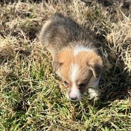 Opal - Sable female Pembroke Welsh Corgi puppy in Millsap, Texas from Punchy Pembroke Ranch