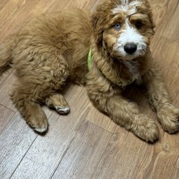 Bernedoodle Puppies from Palmetto Bernedoodles Boutique