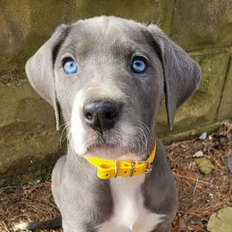 Great Dane puppies from Grant’s Gorgeous Greats