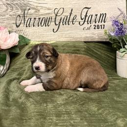 Trick - Brindle female Border Collie puppy in Moody, Texas from Narrow Gate Farm