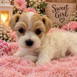 Girl 3 - Wheaten female Miniature Schnauzer puppy in San Augustine, Texas from My Little Schnauzer Pals