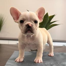 Cream (No Collar) - Cream male French Bulldog puppy in Smithfield, North Carolina from Roughneck Frenchies