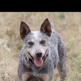 Yuki - Australian Cattle Dog