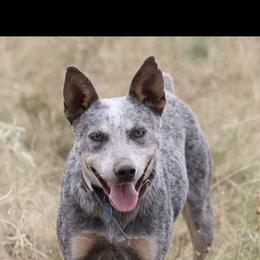 Yuki - Australian Cattle Dog