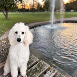 Poodle Puppies from Steinrock’s Standards