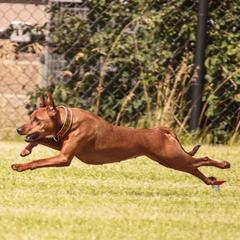 German Pinscher All Grown Up from RiverRAT Barn Hunt