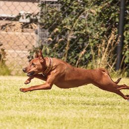German Pinscher All Grown Up from RiverRAT Barn Hunt