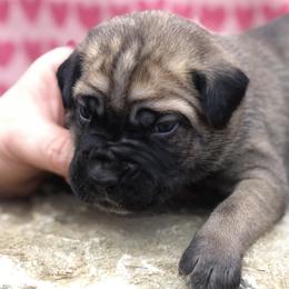 Black Collar Girl - Cane Corso puppy in Jeffersonville, Kentucky from K9 Guardian Cane Corso