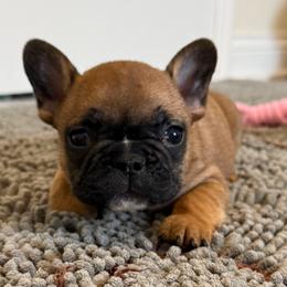Jordan - Fawn and white male French Bulldog puppy in Madison, Wisconsin from MadCity Frenchies