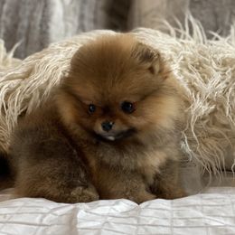 Pomeranian Puppies from Montefino Pomeranians