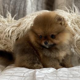 Pomeranian Puppies from Montefino Pomeranians