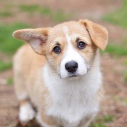 Pembroke Welsh Corgi Puppies from Rollnoaks & Cottontail AKC Pembroke Welsh Corgis