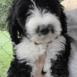Bernedoodles and Goldendoodles from Indianas Dandy Doodles