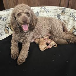 Poodles from Pearson's Poodles