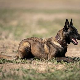 Kuma - Belgian Malinois