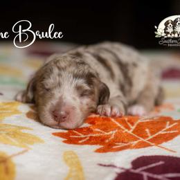 Creme Brulee - Merle female Bernedoodle puppy in Spartanburg, South Carolina from Southern Magnolia Bernedoodles