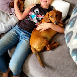 Rose - Dachshund