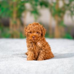 Romeo - Red  male Poodle puppy in Fort Myers, Florida from Blossom Paws