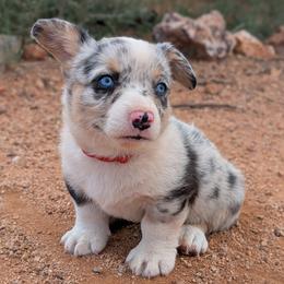 AKC Cardigan Boy 'Bandit - Blue merle and white male Cardigan Welsh Corgi puppy in Tombstone, Arizona from WeVolution Off-Grid