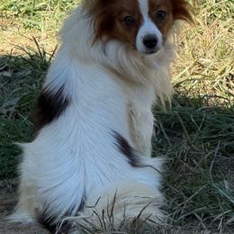 Axel - White and sable male Papillon puppy in Blue Ridge, Georgia from Butterfly Ridge
